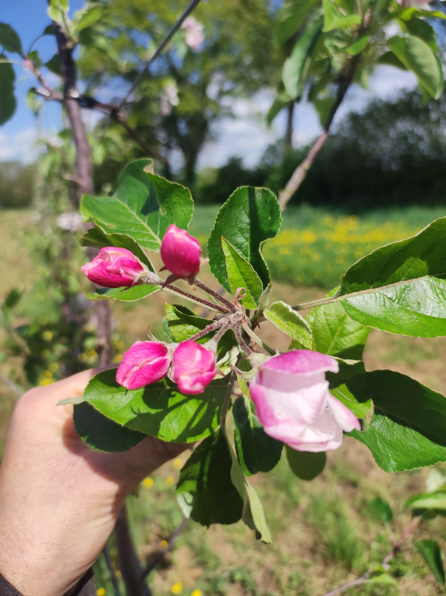 Verger en fleurs de Pomrey