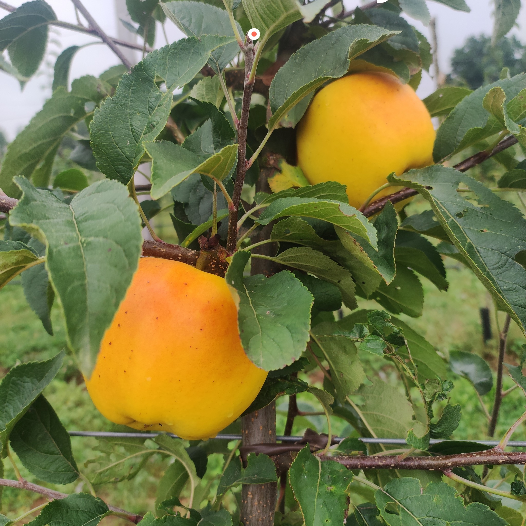 Pommes du Verger de Pomrey